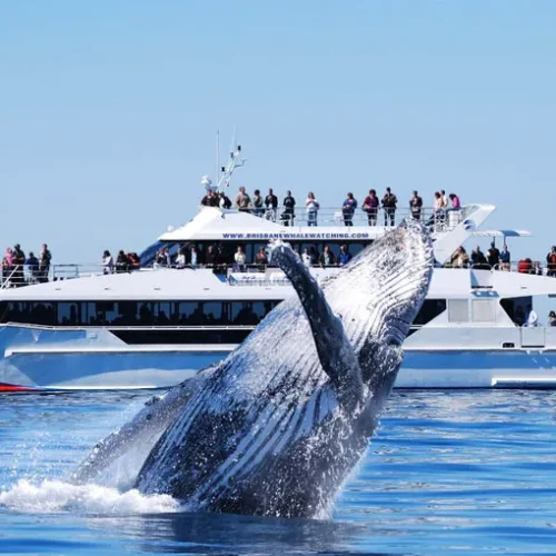 Whale Watching Cruise Experience