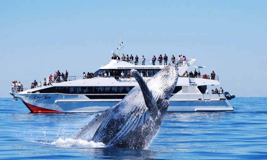 Whale Watching Cruise Experience